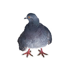 Image showing pigeon on a white background