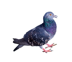 Image showing pigeon on a white background