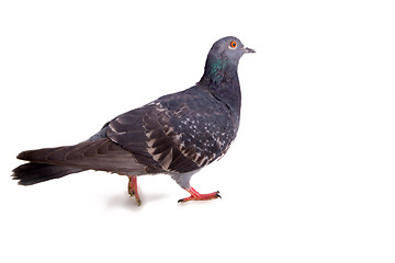 Image showing pigeon on a white background