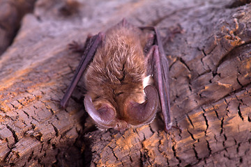 Image showing long-eared bat