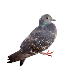 Image showing pigeon on a white background