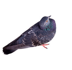 Image showing pigeon on a white background