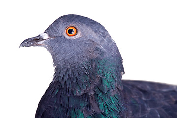 Image showing pigeon on a white background