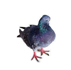 Image showing pigeon on a white background