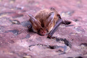 Image showing long-eared bat