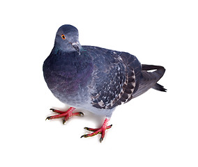 Image showing pigeon on a white background