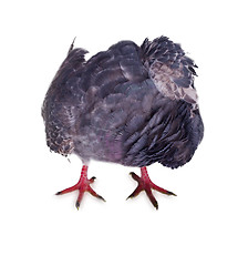 Image showing pigeon on a white background