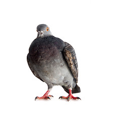 Image showing pigeon on a white background