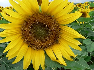 Image showing Sunflower in Field