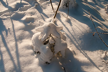 Image showing Winter.