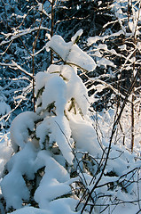 Image showing Winter forest.