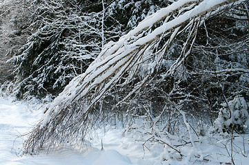 Image showing Winter forest.