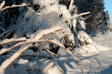 Image showing Winter forest.