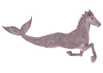 Image showing Hippocampus Mermaid's Horse