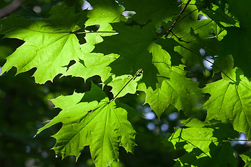 Image showing Leaves background