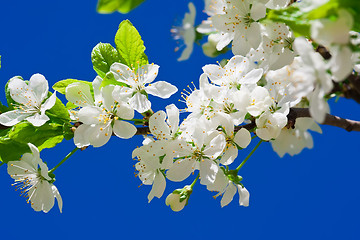 Image showing Apple flowers