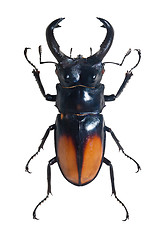 Image showing Bug Odontolabis Spectabilis