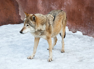 Image showing Wolf