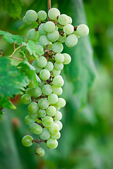 Image showing Grapes