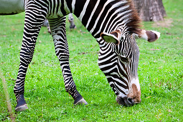 Image showing Zebra