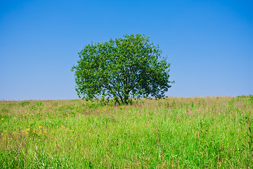 Image showing Tree and field