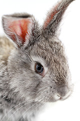 Image showing Gray rabbit