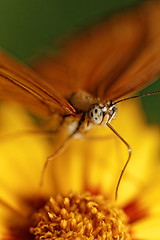 Image showing Orange butterfly