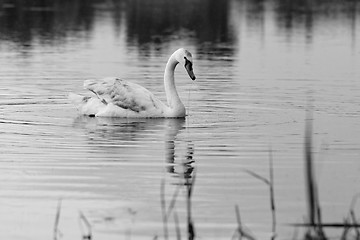 Image showing Lonely swan