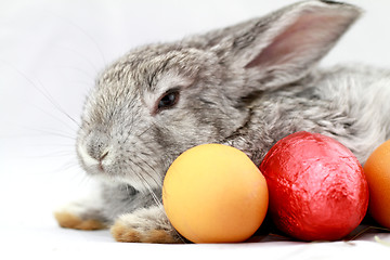 Image showing Gray rabbit