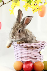 Image showing Gray rabbit