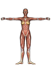 Image showing Female Anatomy Figure