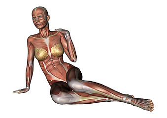 Image showing Female Anatomy Figure