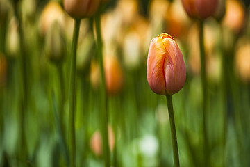 Image showing Colorful tulips