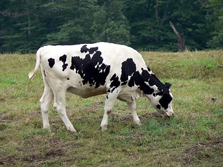 Image showing Cow