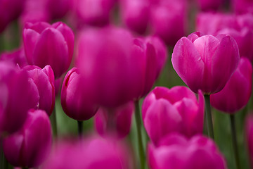 Image showing Pink tulips 