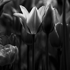 Image showing Tulips