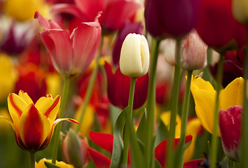 Image showing Tulips