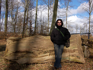 Image showing Huge Tree