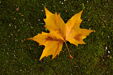 Image showing Close-up of a beautiful autumn leaf on the ground covered of mos