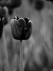 Image showing Tulips