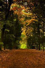 Image showing Beautiful forest