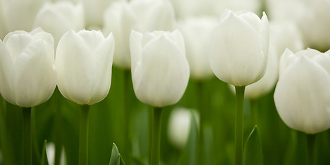 Image showing White Tulips