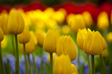 Image showing Yellow Tulips