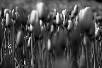 Image showing Tulips