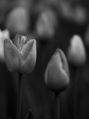 Image showing Tulips