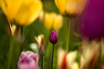 Image showing Colorful tulips