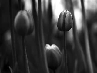 Image showing Tulips