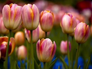 Image showing Tulips