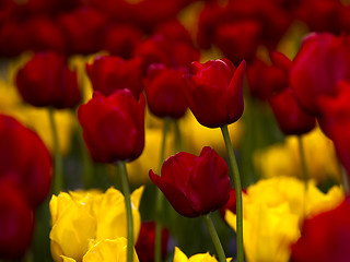 Image showing Yellow and Red tulips