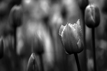 Image showing Tulips